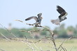 Amur Falcon In flight