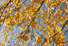 Yellow Birch Leaves On Branches Against Blue Sky