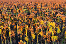Field Of The Ripe Sunflowers At Frosty Autumn Morning