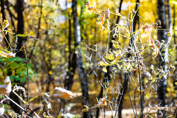 Wall Mural - last dried leaves on tree twigs close up illuminated by sun in autumn forest of city park on sunny a