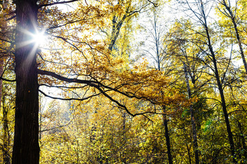 Wall Mural - brown oak branches lit by sun and yellowing trees on background in autumn forest of city park on sun