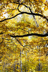 Wall Mural - black oak branches with yellow leaves and birch trees on background in autumn forest of city park on
