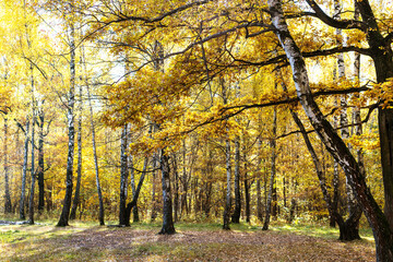 Wall Mural - oak tree branch with yellow leaves and birch grove at meadow on background in autumn forest of city 