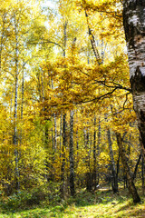Wall Mural - yellow oak branch over meadow in autumn forest of city park on sunny autumn day