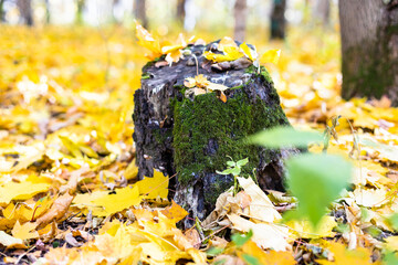 Wall Mural - old mossy tree stump in clearing covered with fallen yellow maple leaves in autumn forest of city pa