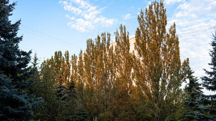 Wall Mural - sunlit trees obstructing the view of residential multi-storey building in Moscow city at sunset