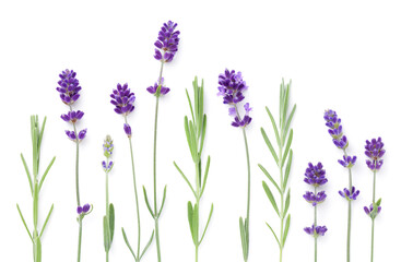 Wall Mural - Set Of Lavender Flowers Isolated Over White