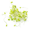 Fresh Broccoli Sprouts Isolated On White Background