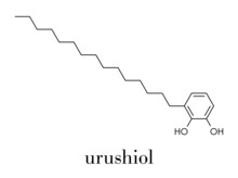 Urushiol Poison Ivy Allergen Molecule. Also Present In Poison Oak, Lacquer Tree And Poison Sumac. Urushiol Is A Mixture Of Closely Related Components, Only One Of Which Is Shown. Skeletal Formula.