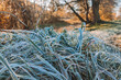 frozen grass in autumn morning