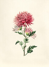Antique Watercolor Drawing Of Chrysanthemum Morifolium