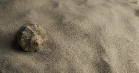 Wall Mural - Close-up. Rotation of a shell lying on the sand. Sand falling on the shell.