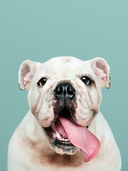 Wall Mural - Adorable white Bulldog puppy portrait