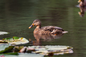 Wall Mural - Duck swimming in a pond