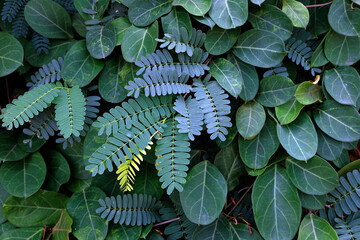 close up of fern