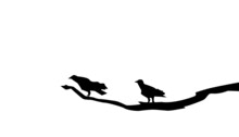 Crow Perched On A Branch. Vector Silhouettes.