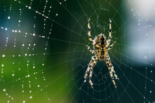 Garden Spider With Naturally Waterdrops And Spiderweb