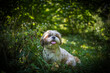 shih tzu dog is sitting on the grass in the forest