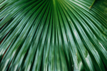 Palm leaves in the light of yellow bulbs. Botanical Garden. Abst