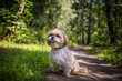 shih tzu dog is sitting on the road in the forest
