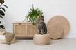© New Africa - Cute tabby cat on wicker pouf indoors