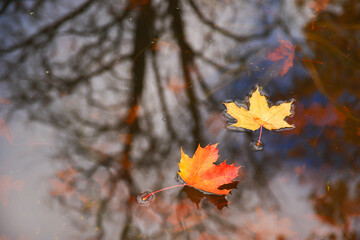 Autumn yellow maple leaves over blue water with reflection of trees in it