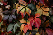 Colorful Atumn Leaves Of Virginia Creeper Covering The Fence, The Natural Texture Of Multicolored Fall Vine Leaves
