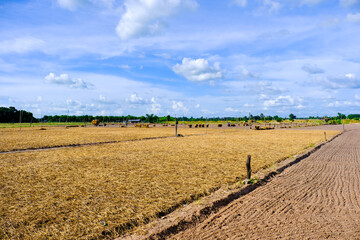 Wall Mural - landscape with a field