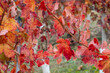 red vineyard leaves in autumn