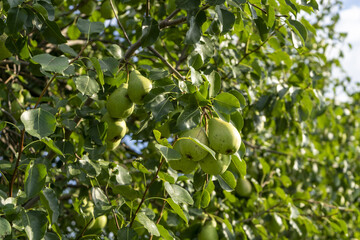 Sticker - Closeup shot of green pears growing on the tree in the garden