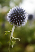 Vertical Shot Of A Globe Thistle