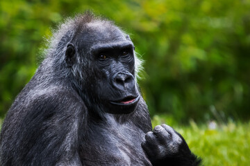 Canvas Print - Female gorilla with blurred background