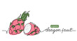 Dragon fruit, pitaya simple color vector illustration. One continuous line art drawing with lettering organic Dragon fruit, pitahaya