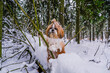 shih tzu dog stands on a tree in the forest