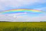 Fototapeta Tęcza - Beautiful rainbow in blue sky over green field on sunny day