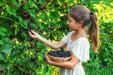 The child is harvesting blackberries in the garden. Selective focus.