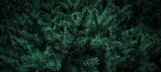 Wall Mural - christmas fir tree branches background. christmas pine tree wallpaper. copy space..
