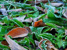 First Frosts. Autumn Yellow Leaves With Frost Around The Edges On Green Grass. Freezing.