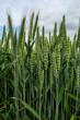 A green wheat field and agriculture 