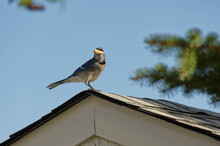 A Blue Jay On A Shed With A Peanut In Its Beak