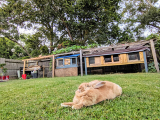 Wall Mural - Closeup of a Flemish giant rabbit in the backyard