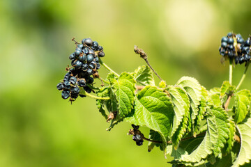 Closeup of a branch with rubus on a green background. Shallow focus.