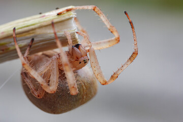 portrait of pregnant female spider head down macro on gray background