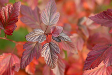 Physocarpus  Branches  In Autumn Close-up. Physocarpus Opulifolius. Rosaceae Family.  Bright Autumn Background With Red Crimson Leaves Of Leafy Shrub. Copy Space