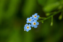 Blue Little Forget Me Not Flowers On A Green Background On A Sunny Day In Springtime Macro Photography. Blooming Myosotis Wildflowers With Blue Petals On A Summer Day Close-up Photo.