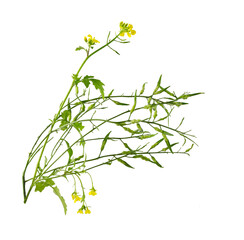 Poster - Mustard Flower blossom, Canola or Oilseed Rapeseed.