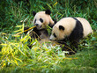 Two big pandas with bamboo