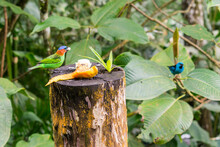 Tangara Cyanocephala (Red-necked Tanager) Bird Eating Some Banana And Papaya, Dacnis Cayana In The Background