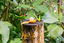 Tangara Cyanocephala (Red-necked Tanager) Bird Eating Some Banana And Papaya