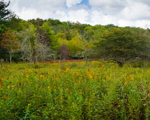 Poster - Landscape of plants with trees under a cloudy sky